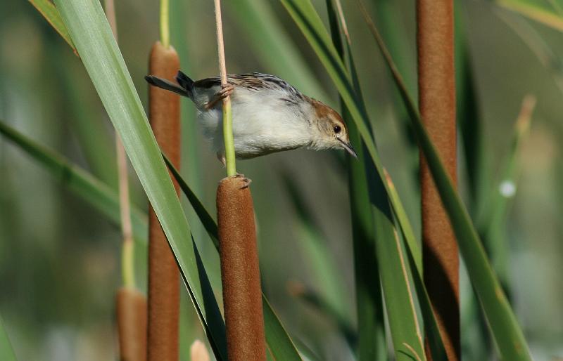 ma frieda 234.JPG - Vleitintinkie